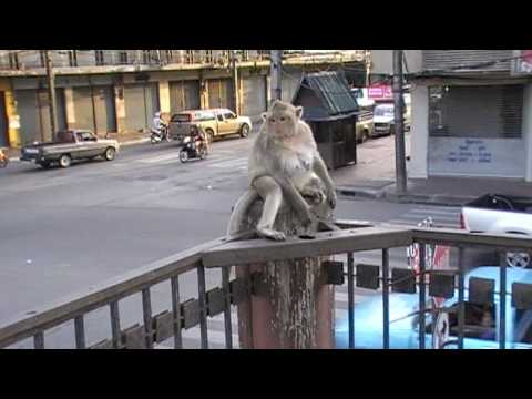 City of Monkeys - Lopburi - Thailand