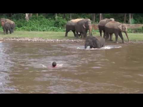 Elephant Come To Rescue People - ElephantNews