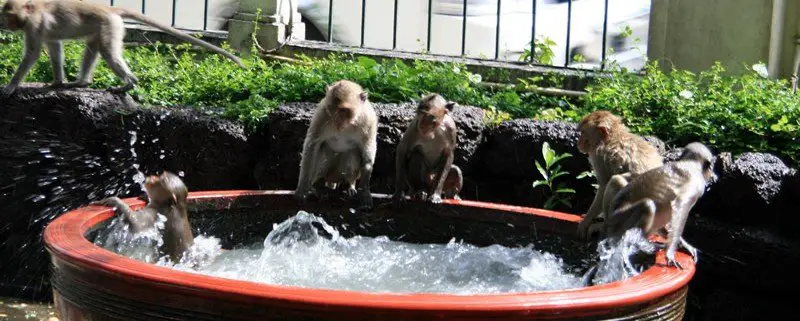 Lopburi monkey shrine