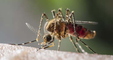 Experten Tipps! 07.08.25   Frankreich: Wie Sie Sich Vor Lokalen Chikungunya, Dengue Und West Nil Virus Fällen Schützen Können! - bzmq7aj