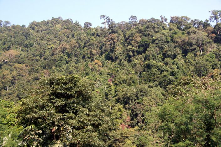 Khao Sok Nationalpark