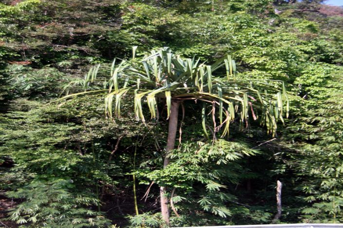 Khao Sok Nationalpark