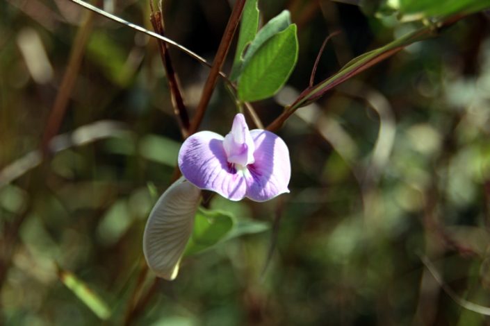 Khao Sok Nationalpark