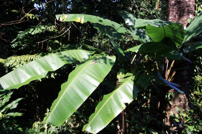 Khao Sok Nationalpark