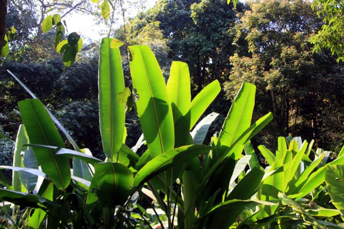 Khao Sok Nationalpark