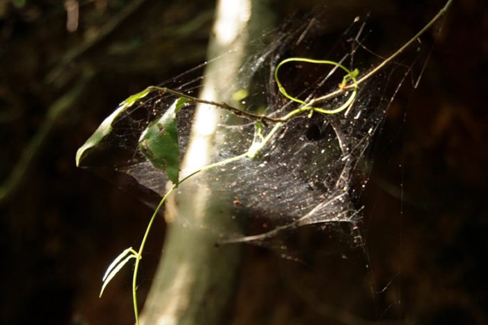 Khao Sok Nationalpark