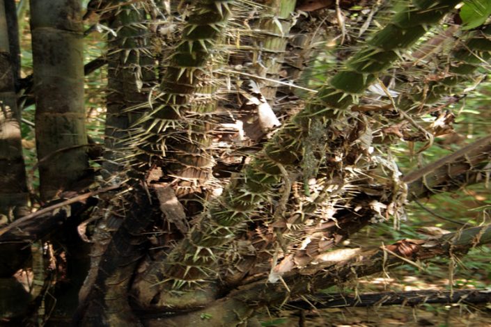 Khao Sok Nationalpark