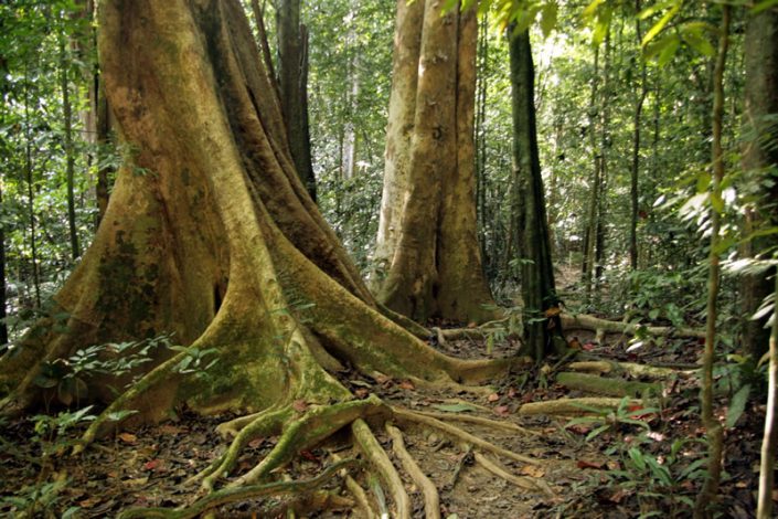 Khao Sok Nationalpark