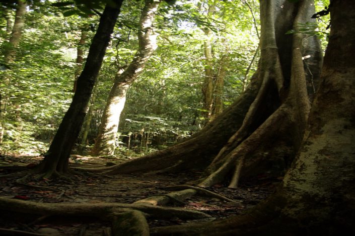 Khao Sok Nationalpark