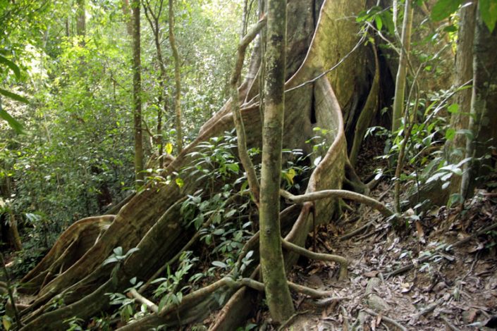 Khao Sok Nationalpark