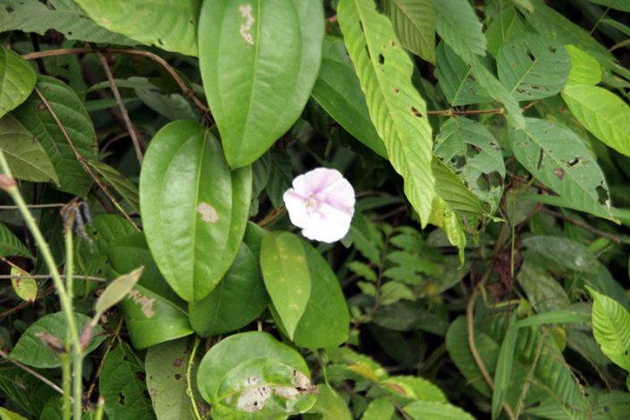 Khao Sok Nationalpark