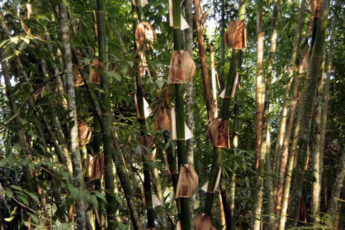 Khao Sok Nationalpark