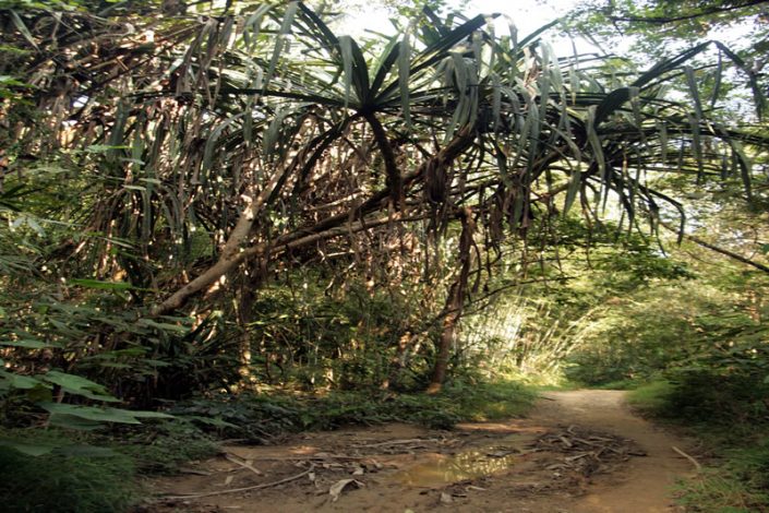 Khao Sok Nationalpark