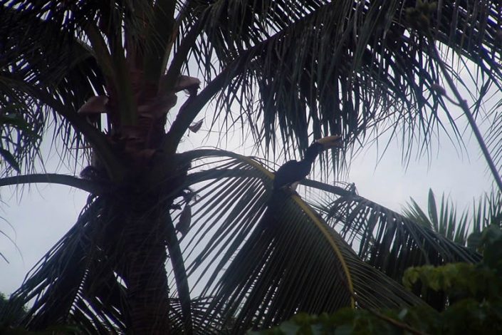 Koh Hai Hornbill