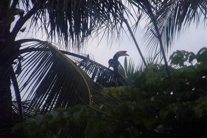 Koh Hai Hornbill