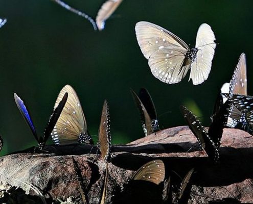 Pang Sida Nationalpark