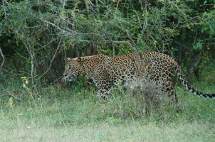 Indochinesische Leopard