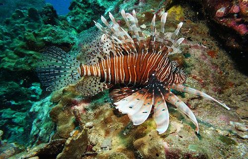 Ko Similan ein Traumziel