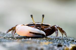 Tiere im Tarutao Park