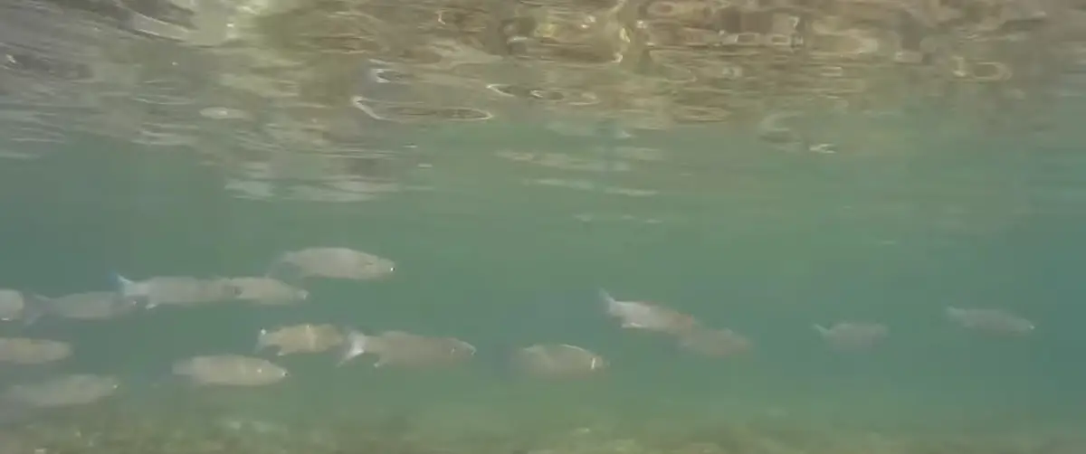 Fische im Mu Ko Surin