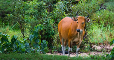 Banteng