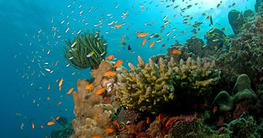 Korallenriffe vor Ko He