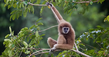 Weißhandgibbon