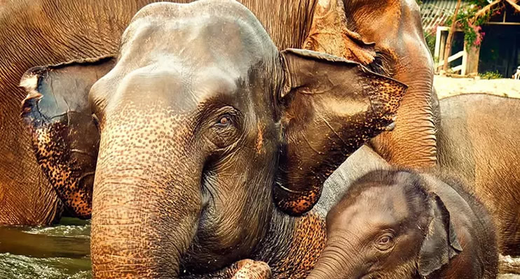 Wildtier Safaris und Vogelbeobachtung