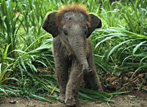 Babyelefant