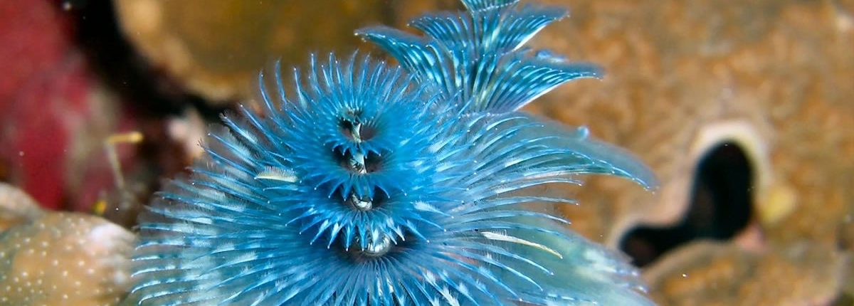 Christmas Tree Worm