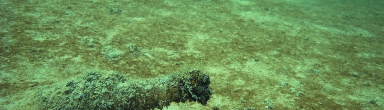 Zebra Mussels