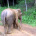 Boon Lott’s Elephant Sanctuary