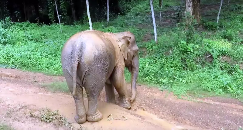 Boon Lotts Elephant Sanctuary