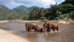 Elephant Nature Park