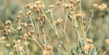 Guayule