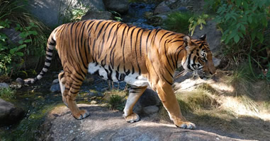 Indochinesische Tiger