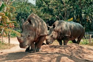 Khao Kheow Open Zoo 