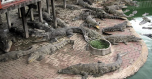 Die Samut Prakarn Krokodilfarm außerhalb von Bangkok