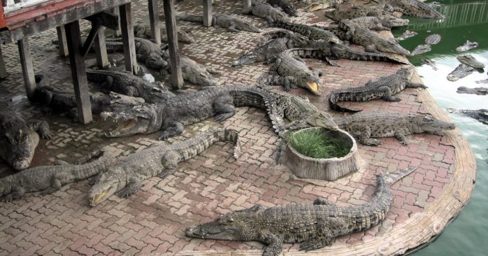 Samut Prakarn Krokodilfarm Samut Prakarn Krokodilfarm