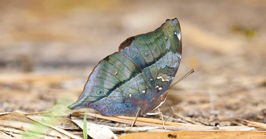 Schmetterling