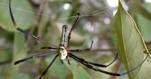 Spinnen in Thailand