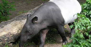 Tapir im Khao Sok Nationalpark