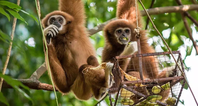 Tiererlebnisse in Thailand mit Kindern