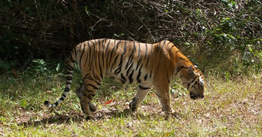  Tiger im Khao Yai National Park