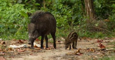 Wildschweine im Mu Ko Ang Thong