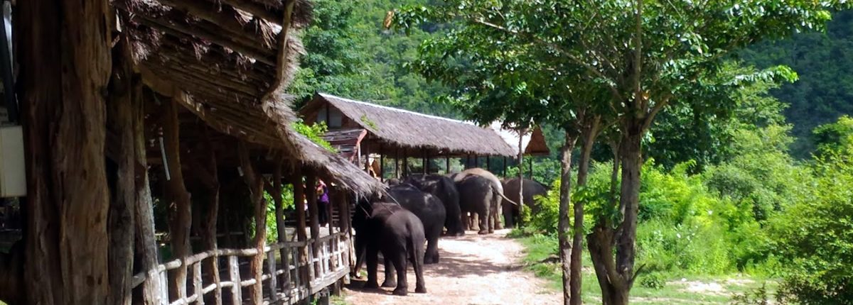 Die Elephant’s World Kanchanaburi – eine sichere Heimat für sanfte Dickhäuter