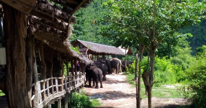 Elephants World Kanchanaburi Die Elephant’s World Kanchanaburi – eine sichere Heimat für sanfte Dickhäuter