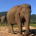 The Surin Project – Gemeinsam für die Erhaltung und das Wohlergehen der Elefanten