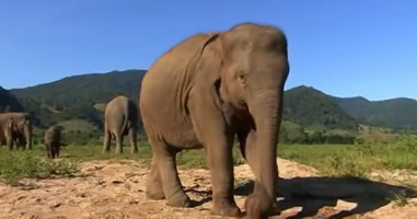 The Surin Project – Gemeinsam für die Erhaltung und das Wohlergehen der Elefanten