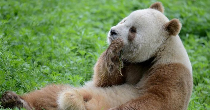 Wildlife Friends Foundation Wildlife Friends Foundation – Alles zum Schutz der Tierwelt in Thailand